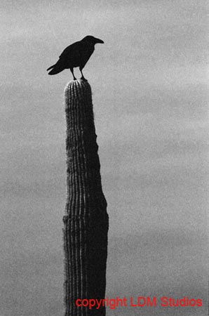 crow_on_cactus