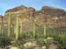ajo_mountains_cactus