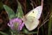 cabbage_butterfly